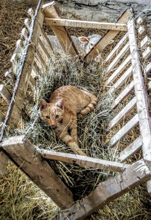 Дома для отпуска Agroturystyka Pod Lipą Iwaniska